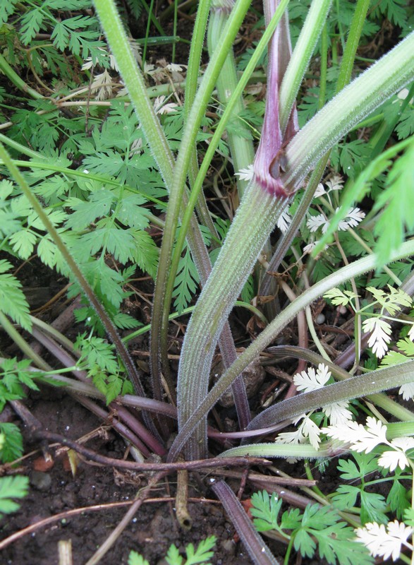 Anthriscus sylvestris / Cerfoglio selvatico